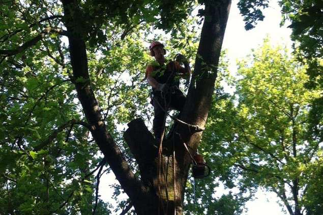 Bomen rooien Merselo